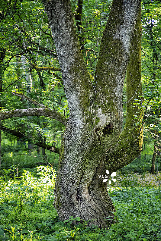 树干形态图片素材