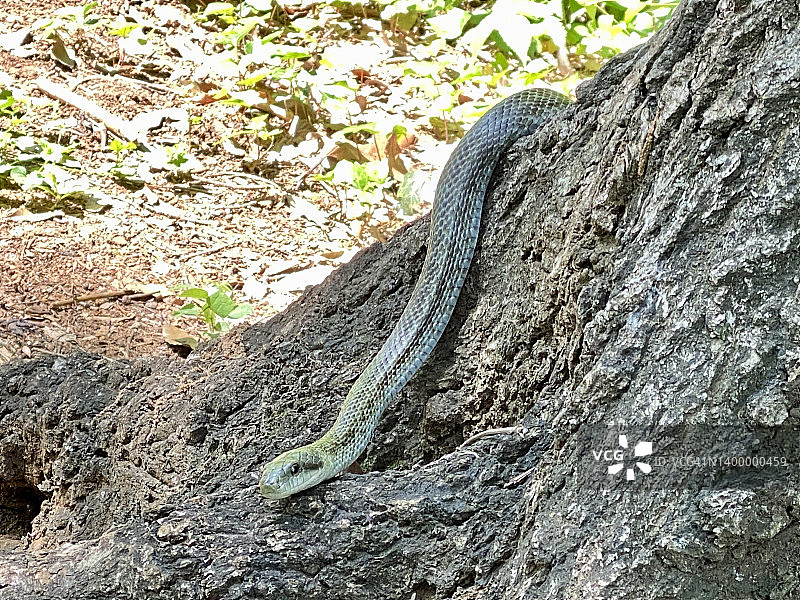 日本鼠蛇图片素材