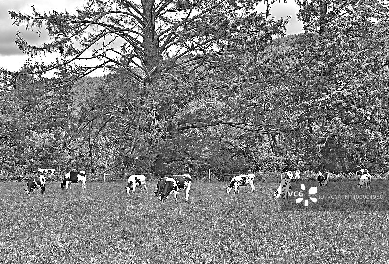 黑白牛图片素材