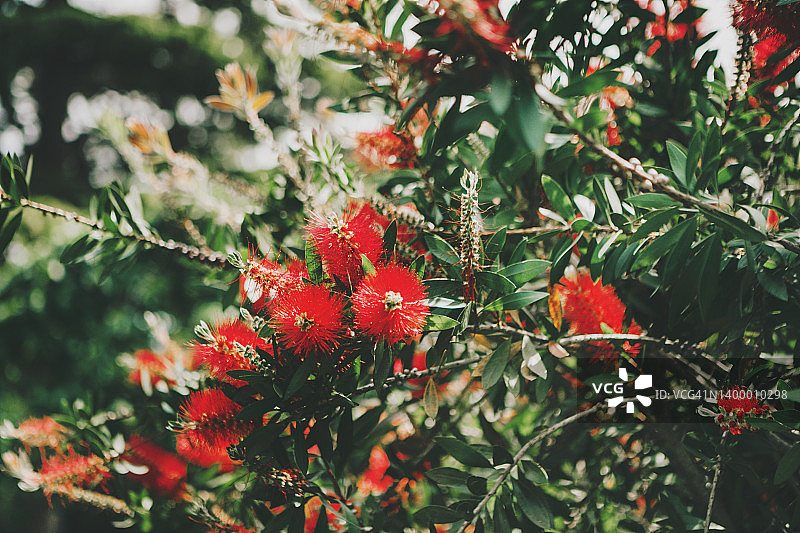 自然中树上生长的红花图片素材