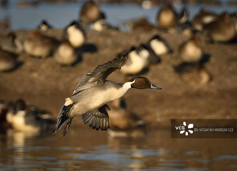在亚诺塞科国家野生动物保护区冬季避难期间准备降落在水面上的雄性针尾鸭图片素材