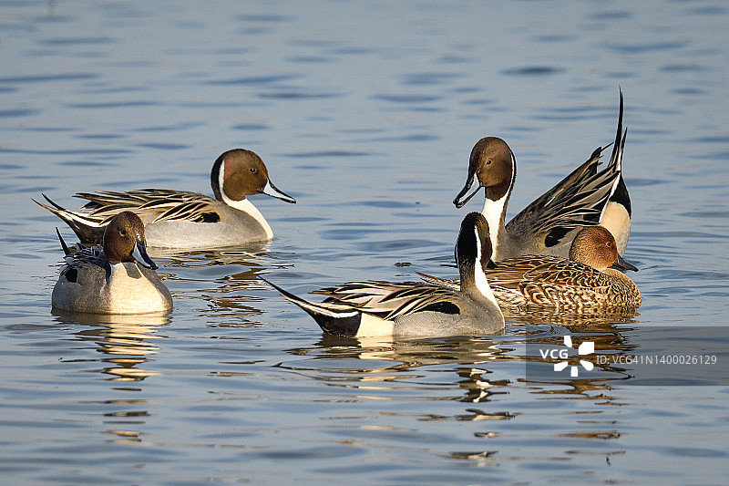 冬季：针尾鸭在亚诺塞科国家野生动物保护区求偶图片素材
