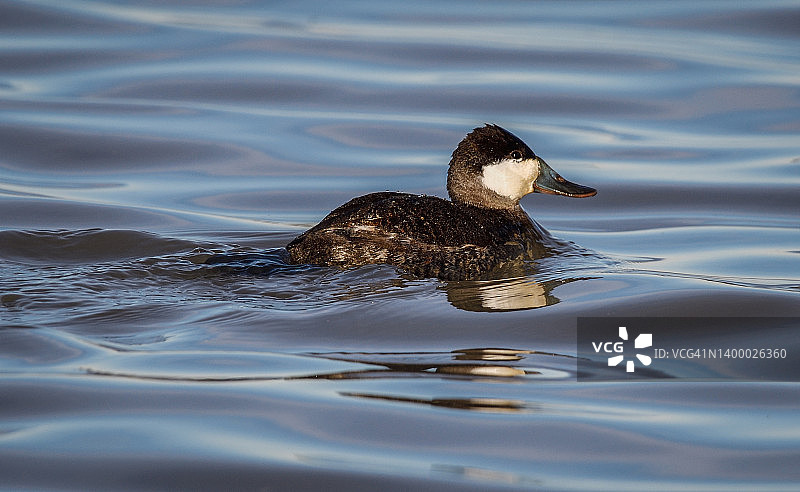 在利亚诺塞科国家野生动物保护区冬季栖息的红鸭图片素材