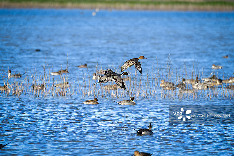 冬季迁徙中飞行的针尾鸭，位于亚诺塞科国家野生动物保护区图片素材