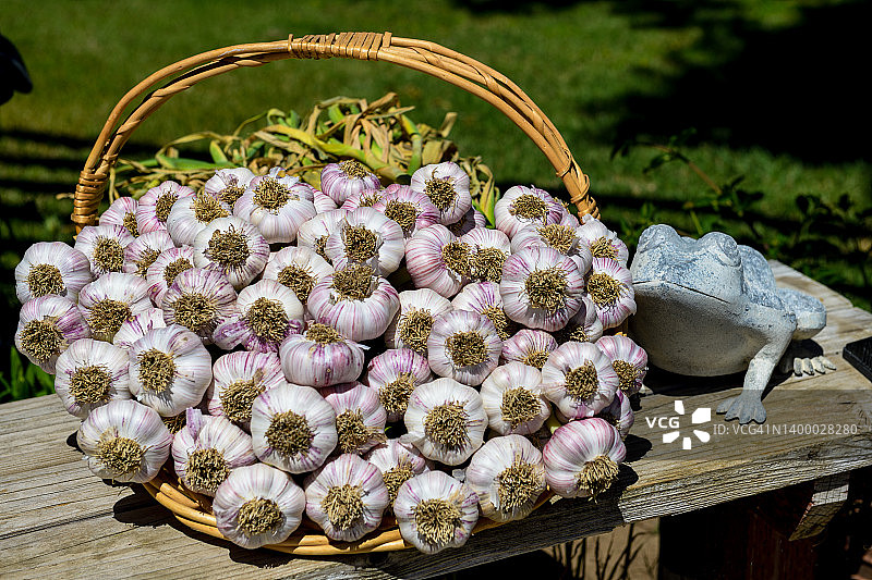 已清洁并准备干燥的新鲜大蒜图片素材