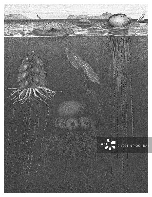 古代彩色石印插图：漂浮的水螅体图片素材