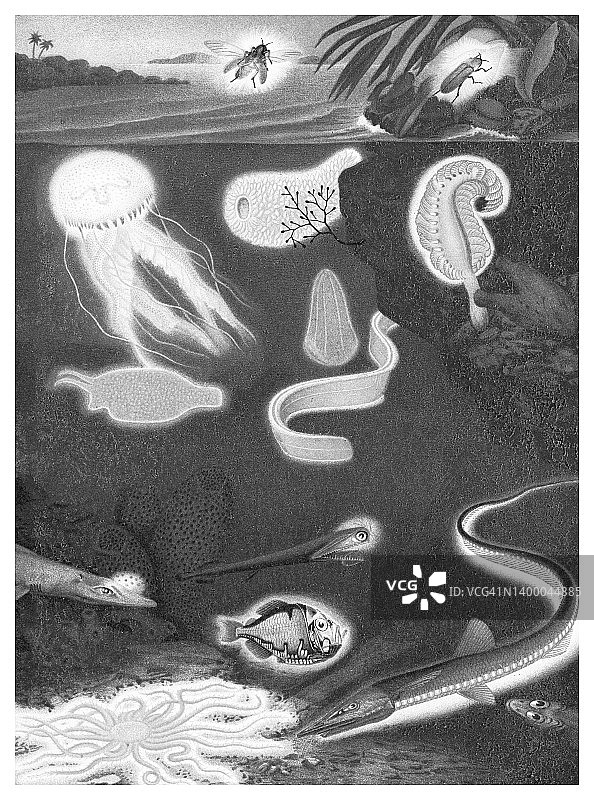 老式彩色石印插图：发光动物图片素材