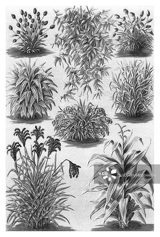 老式彩色石版画插图：植物学 - 观赏草图片素材