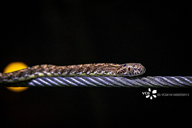 蛇的眼睛特写图片素材