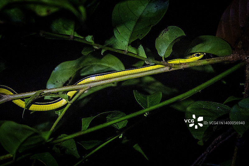 夜晚的Dendrelaphis pictus蛇图片素材