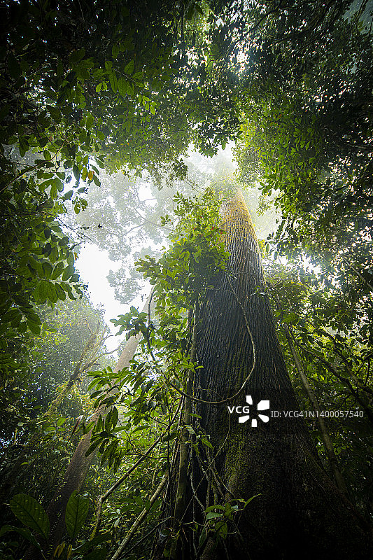 热带丛林中的巨树图片素材
