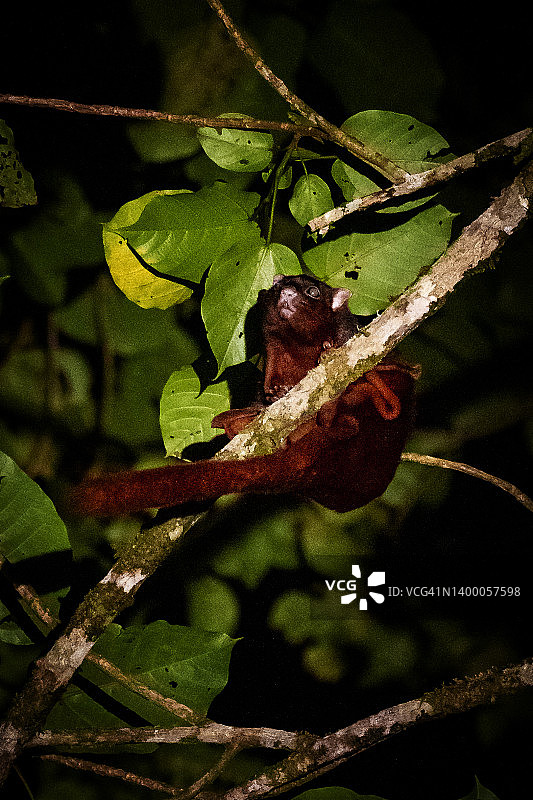 红色巨型飞鼠图片素材
