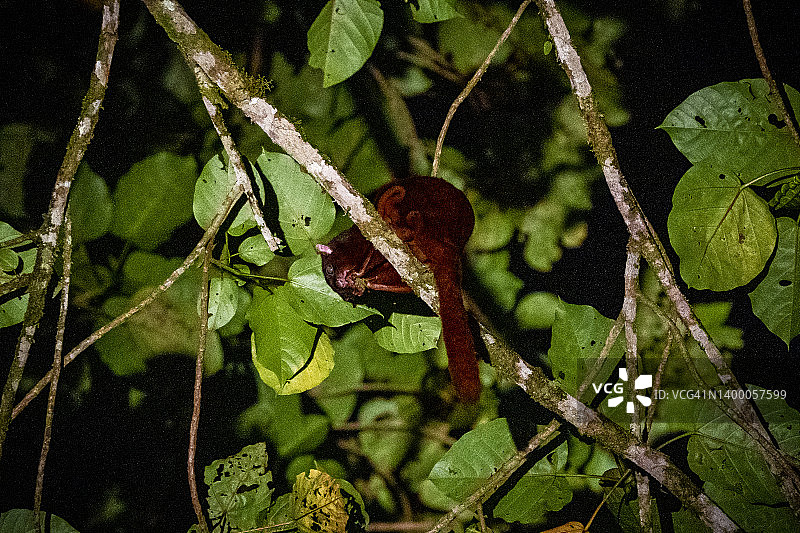 红色巨型飞鼠图片素材