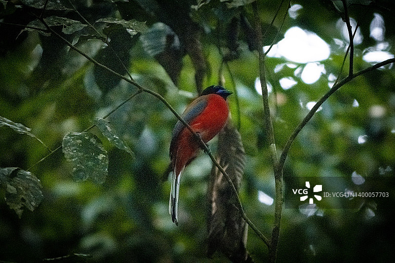 丛林中的红臀咬鹃图片素材