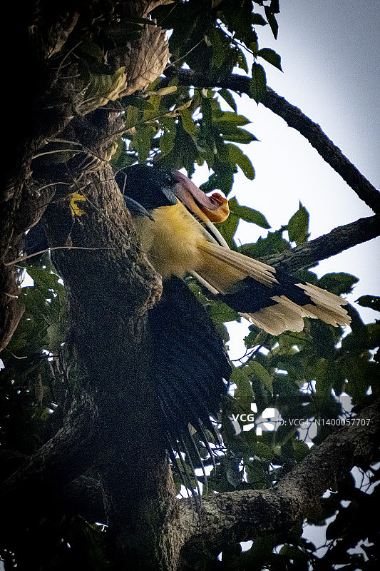 树顶上的犀鸟图片素材