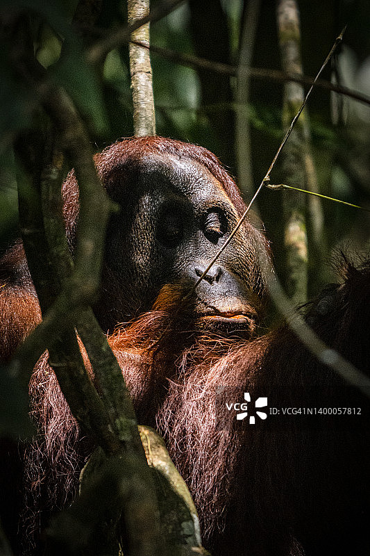 雄性猩猩图片素材