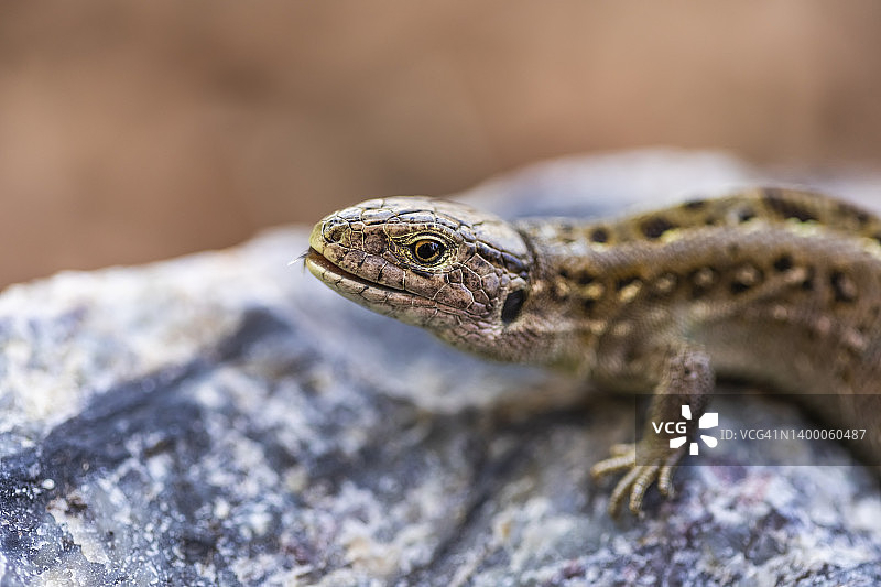 石头上的蜥蜴特写。蝎虎星座图片素材