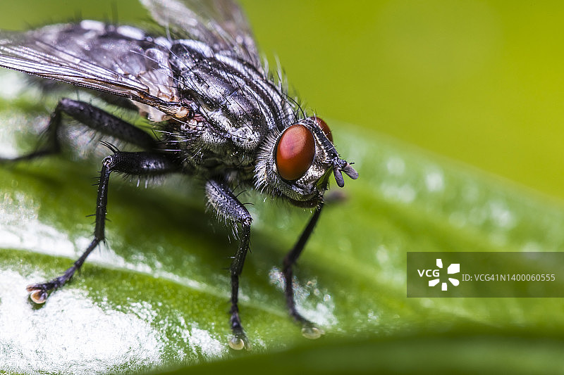 叶子上近距离拍摄的家蝇图片素材