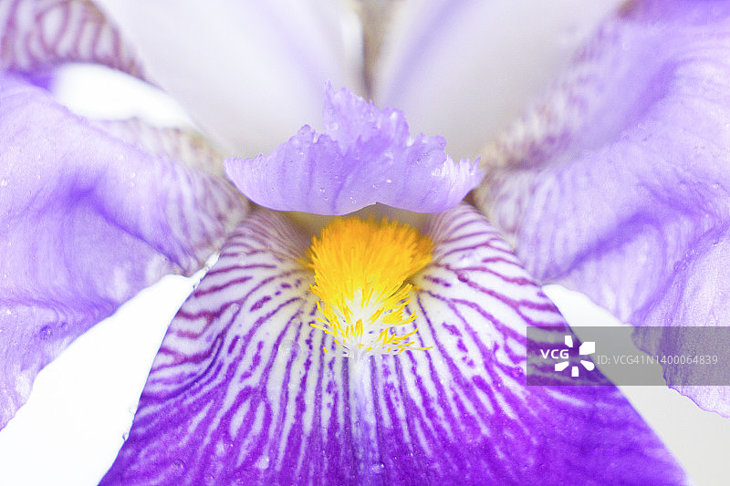 鸢尾花图片素材