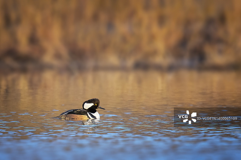 宾夕法尼亚州风景背景下的可爱凤头潜鸭肖像图片素材