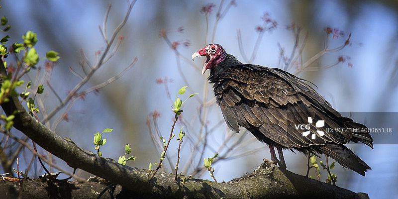 可爱的秃鹫特写图片素材
