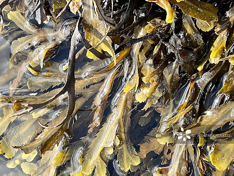 浅海水池中墨角藻特写图片素材