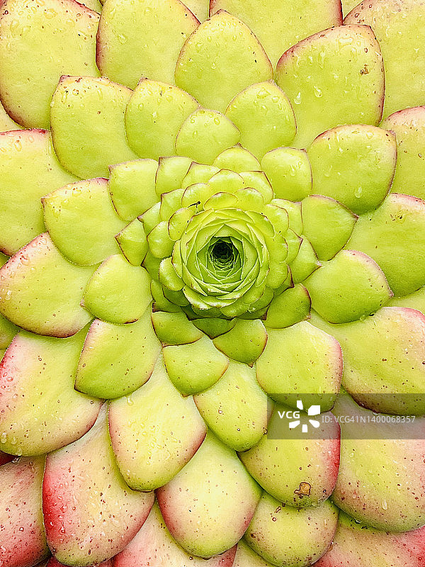 餐盘植物(油烟Aeonium tabuliforme)图片素材