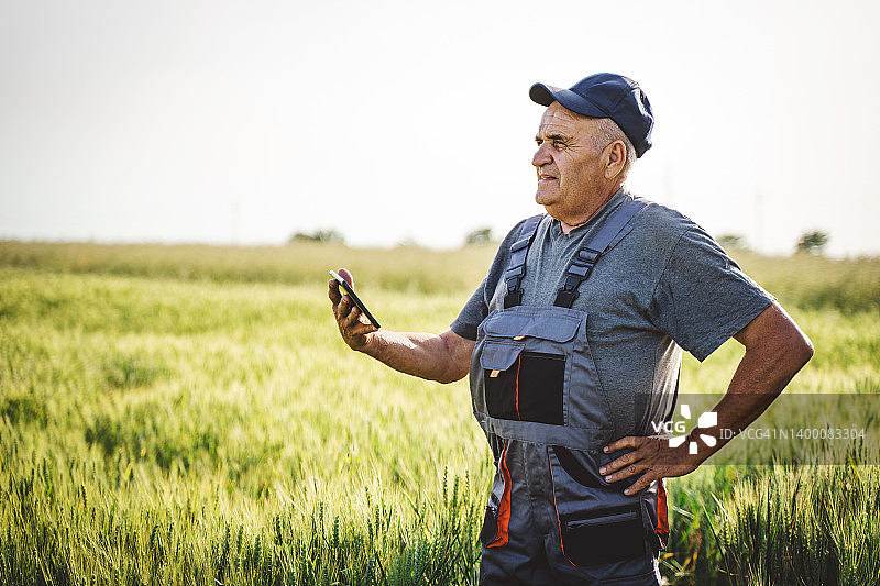 年长的农民在日落时分的麦田里检查庄稼图片素材