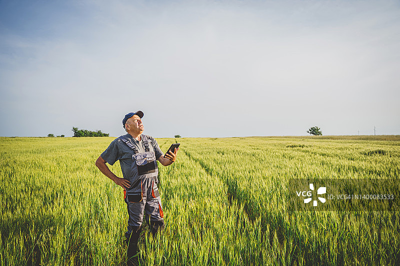 年长的农民在日落时分的麦田里检查庄稼图片素材