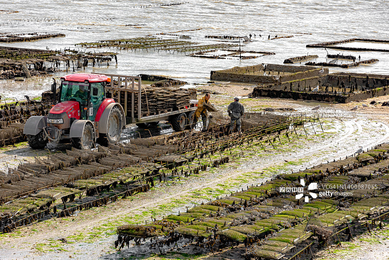 康卡勒：牡蛎养殖之城图片素材