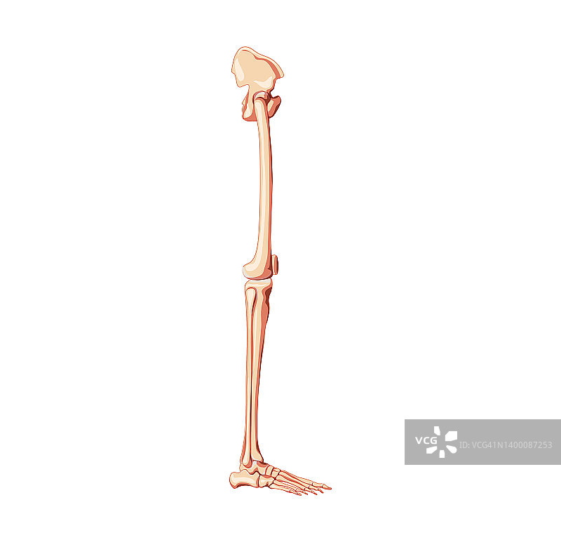 带有腿部骨骼侧视图的人体骨盆，包含髋骨、大腿、脚、股骨、髌骨、膝盖、腓骨的解剖学3D写实扁平概念矢量图，独立于白色背景图片素材