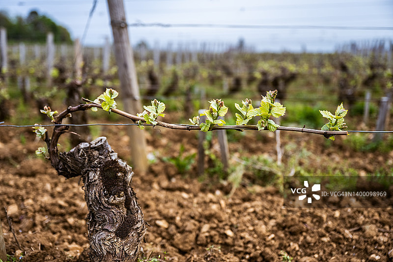 黑皮诺葡萄藤图片素材
