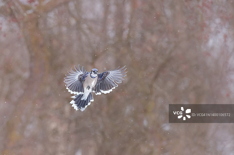 飞行中的蓝樫鸟正面图图片素材