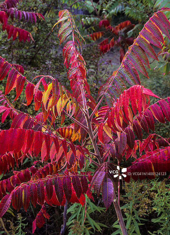 火炬漆树与绚丽的秋叶图片素材