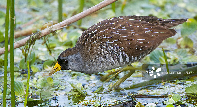 湿地中觅食的SORA鸟（卡罗来纳秧鸡）图片素材