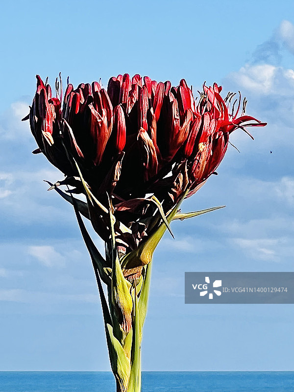 开花和特写的新西兰亚麻植物图片素材