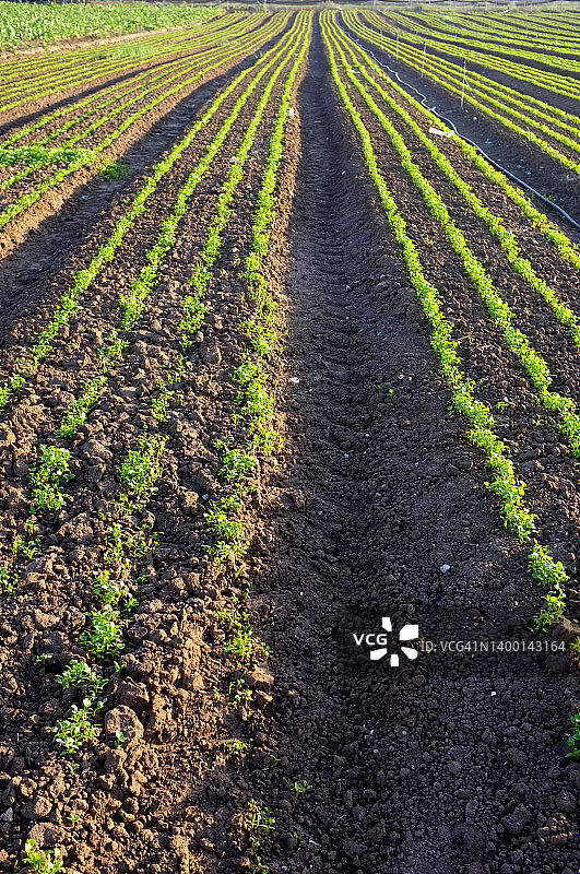 阳光明媚的日子里，农业田中幼苗的透视图（竖版）图片素材