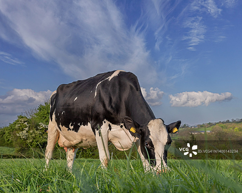 荷斯坦奶牛在蓝天下吃草图片素材
