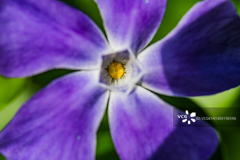 大叶蔓长春花图片素材