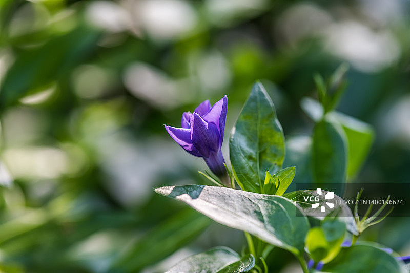 大叶蔓长春花图片素材