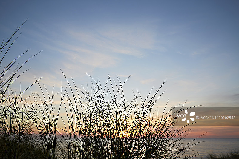 海边日落下的芒草图片素材