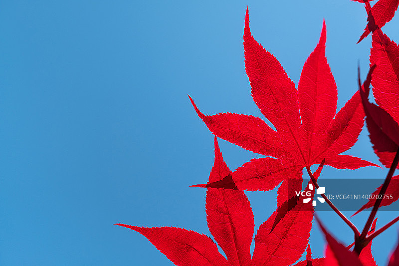 蓝天下带有红色秋叶的树枝图片素材