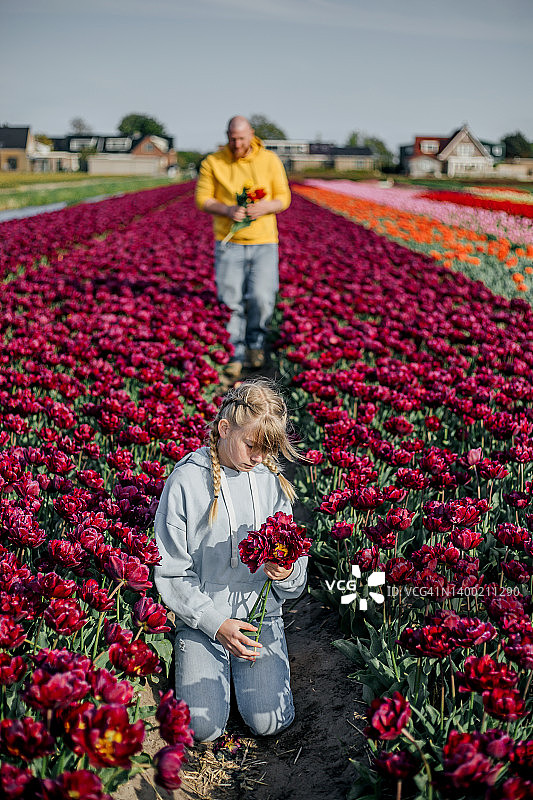 农民父女在郁金香农场图片素材