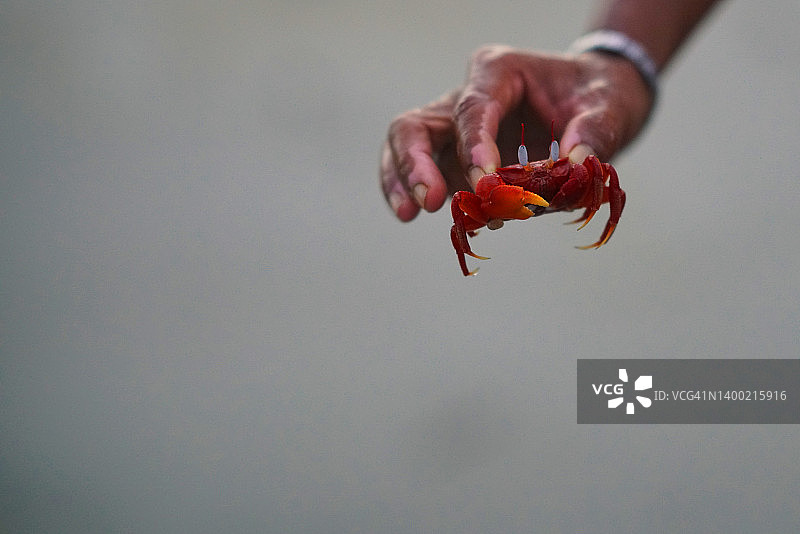 红蟹图片素材