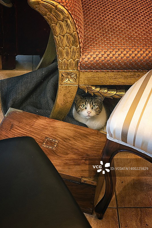 在房子家具下看着镜头的猫图片素材