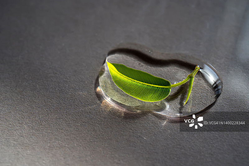 绿色背景上的叶子和化妆品凝胶或精华液滴图片素材