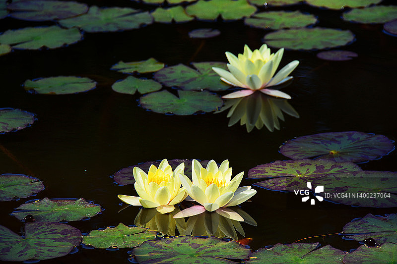 法国睡莲图片素材