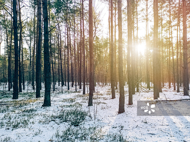 阳光穿过树林图片素材