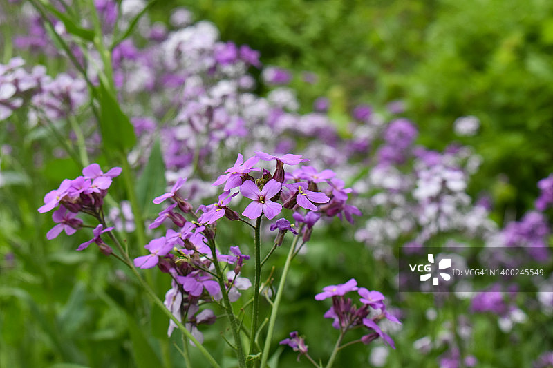 火箭花图片素材