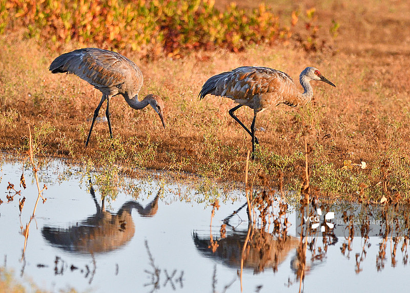 沙丘鹤在拉诺塞科国家野生动物保护区最近被洪水淹没的避难所中觅食图片素材
